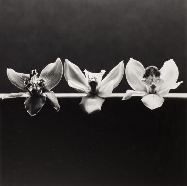 View full screen - View 1 of Lot 35. ROBERT MAPPLETHORPE | 'ORCHID', 1985.