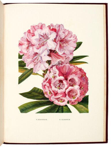 View full screen - View 1 of Lot 81. Millais. Rhododendrons. 1917-1924. 2 volumes. folio. publisher's cloth.