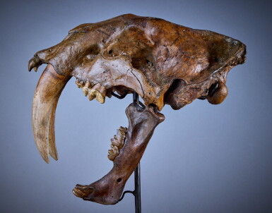 View full screen - View 1 of Lot 232. Saber-Toothed "Tiger" Skull.