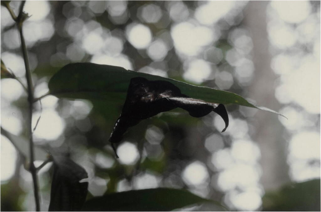 View full screen - View 1 of Lot 38. 'Hoja Suspendida'.
