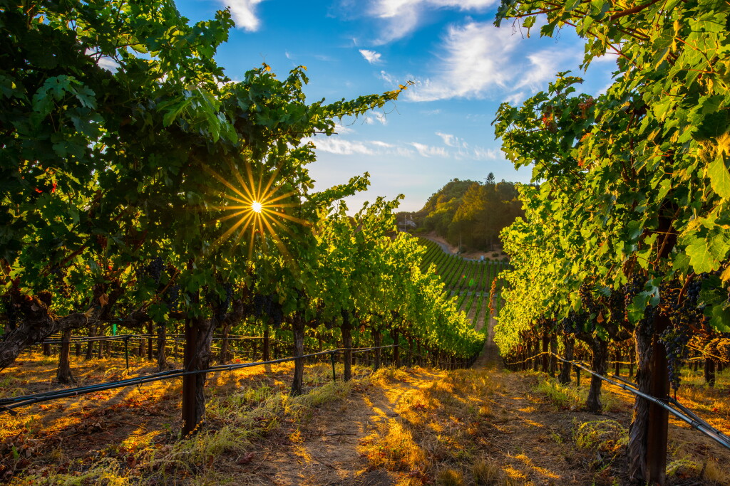 View full screen - View 1 of Lot 72. Members of the Napa Valley Vintners | Napa Valley Library Collection .