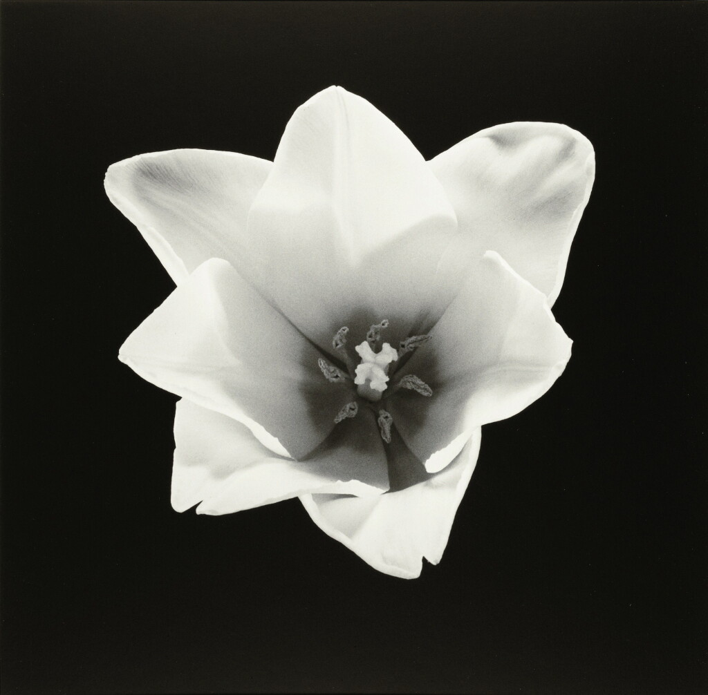 View full screen - View 1 of Lot 86. ROBERT MAPPLETHORPE | TULIP, 1985.