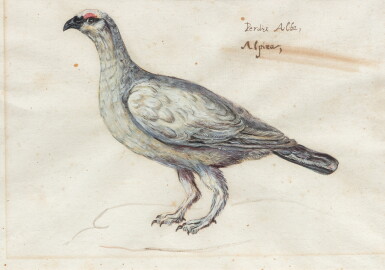 View full screen - View 1 of Lot 1156. A) A Grey Partridge; B) Gallinella Pissacara | A) Perdrix grise ; B) Gallinella Pissacara.