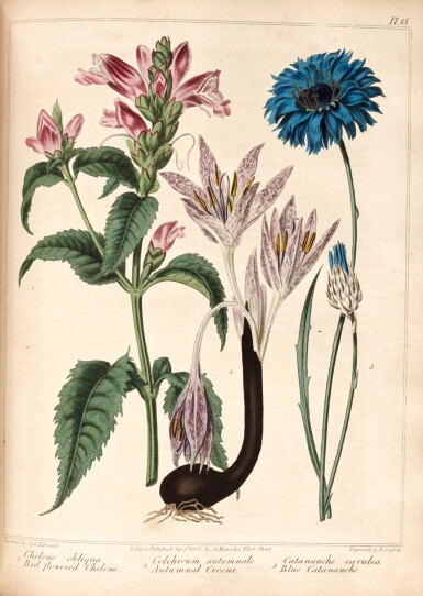 View full screen - View 1 of Lot 430. Alexander McDonald | A complete dictionary of practical gardening, London, 1807, 2 vols, straight-grained red morocco.