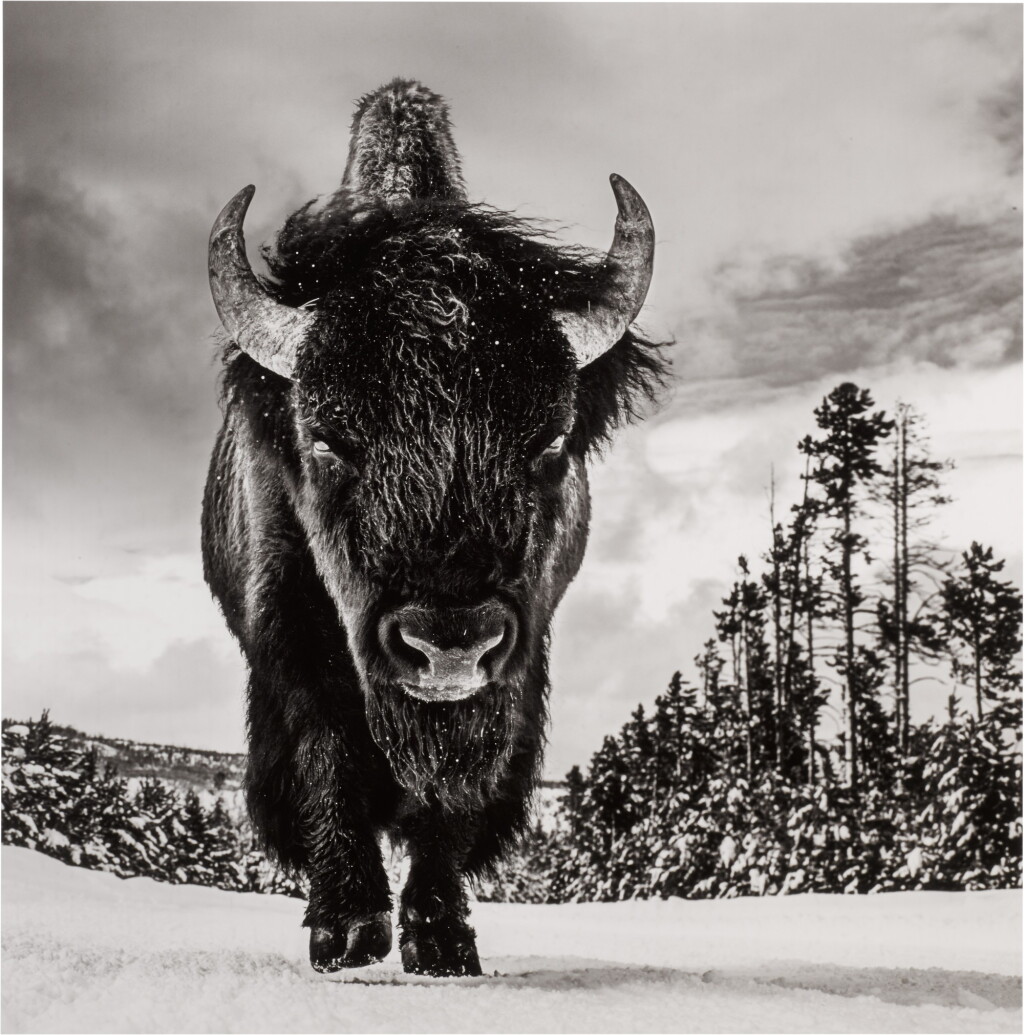 View full screen - View 1 of Lot 150. American Idol, Yellowstone National Park, Wyoming.