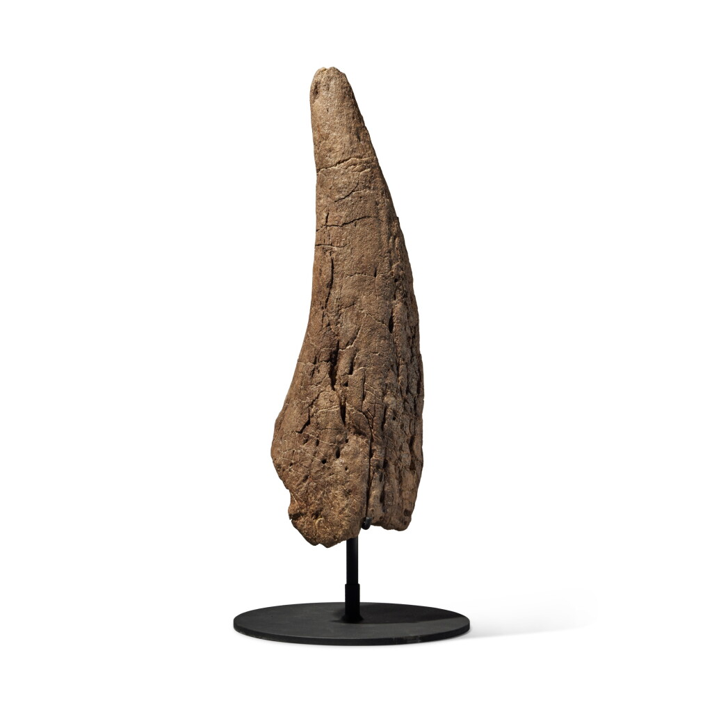View full screen - View 1 of Lot 23. Triceratops Brow Horn.