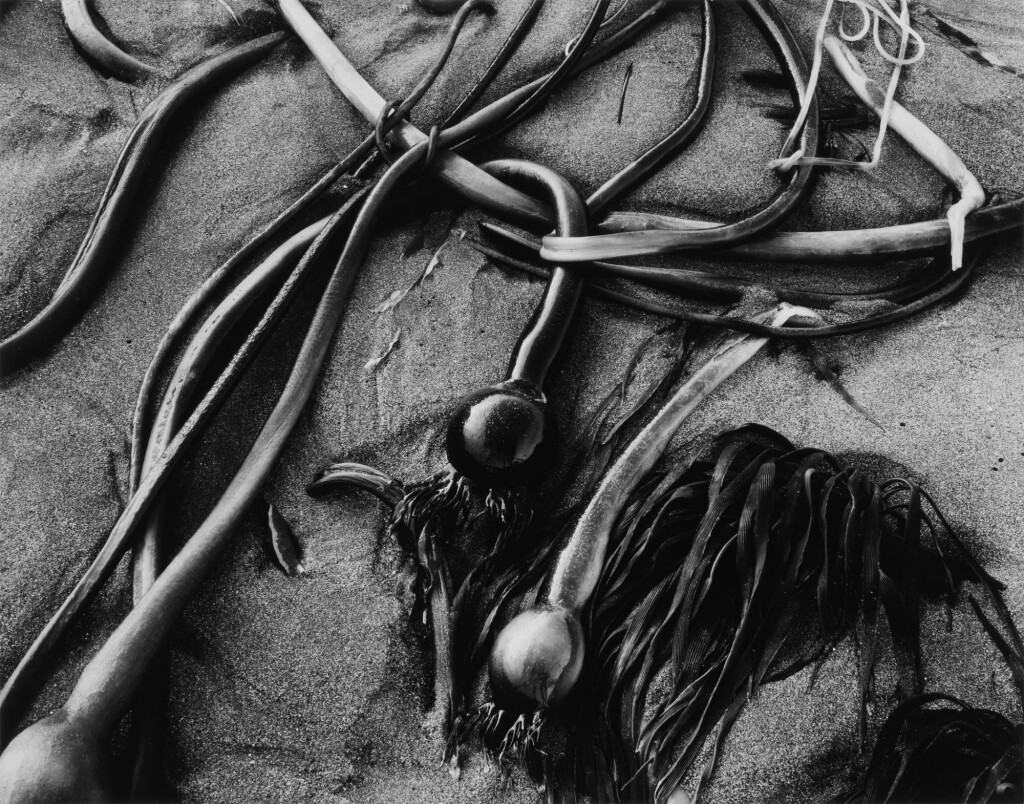 View full screen - View 1 of Lot 157. Untitled (Kelp).