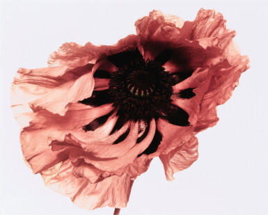View full screen - View 1 of Lot 72. IRVING PENN | POPPY: SHOWGIRL, NEW YORK, 1968.