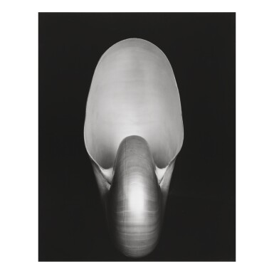View full screen - View 1 of Lot 55. EDWARD WESTON | 'SHELL'.