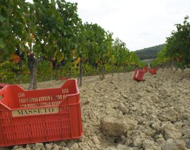 View full screen - View 1 of Lot 570. Masseto 1998 (1 BT).