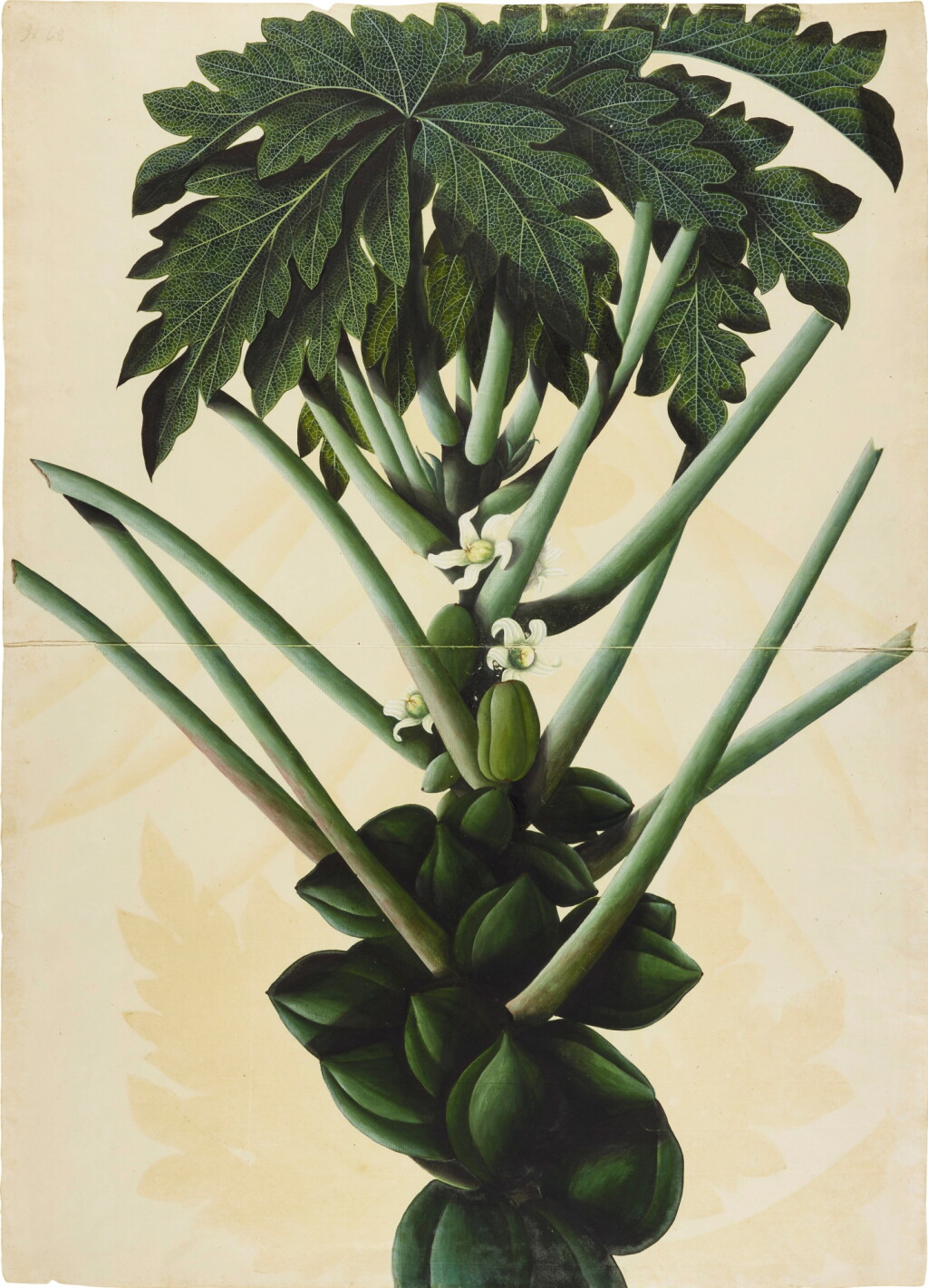 View full screen - View 1 of Lot 66. A large illustration of a female papaya tree, a botanical study from the collection of Major James Nathaniel Rind, India, Company School, Calcutta, circa 1800.