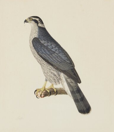 View full screen - View 1 of Lot 97. A Set of Twenty Ornithological Watercolors.