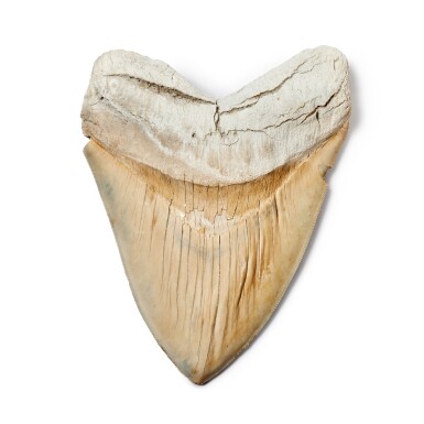 View full screen - View 1 of Lot 228. Megalodon Shark Tooth — North Carolina.