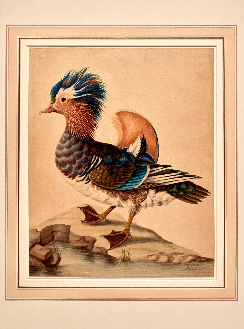 View full screen - View 1 of Lot 478. Sarah Stone | A mandarin duck, original watercolour drawing.