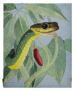 CHIRONIUS CARINATUS (MACHETE SAVANE)