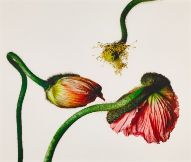 View full screen - View 1 of Lot 166. 'Iceland Poppy, Papaver Nudicaule (G), New York'.