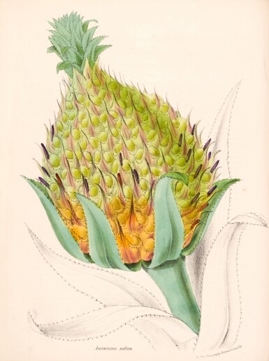 View full screen - View 1 of Lot 286. Mary Ann Burnett | Plantae utiliores; or illustrations of useful plants, 1842–1846, 4 volumes.