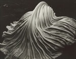 'Cabbage - leaf'