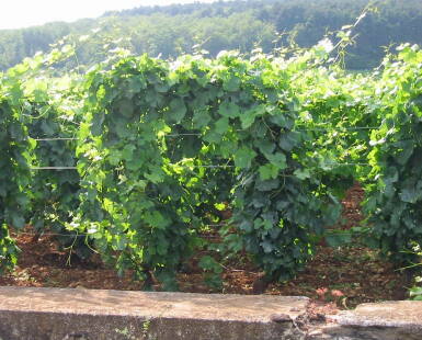 View full screen - View 1 of Lot 209. Volnay, Santenots du Milieu 1996 Domaine des Comtes Lafon (4 BT).