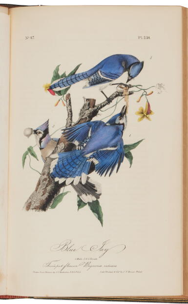 View full screen - View 1 of Lot 1016. Audubon, John James | First octavo edition of Audubon's greatest achievement.
