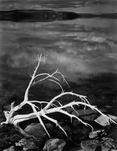 View full screen - View 1 of Lot 39. White Branches, Mono Lake, California.