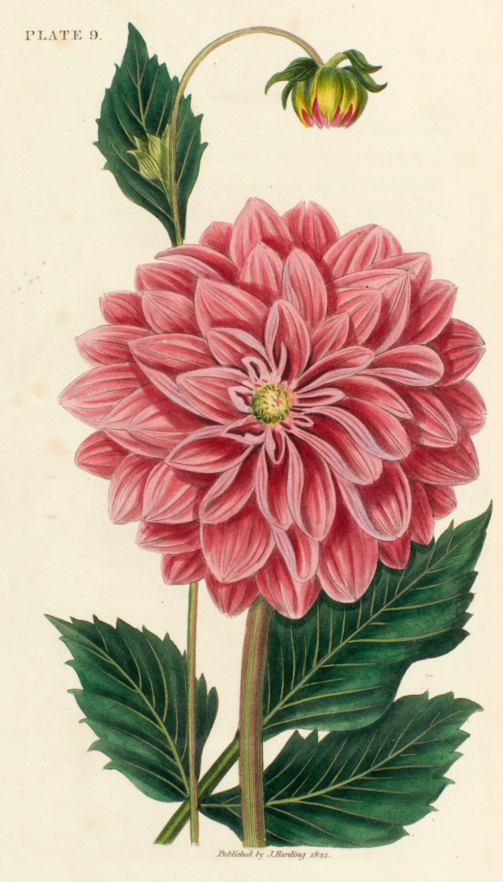 View full screen - View 1 of Lot 71. James Maddock and Samuel Curtis | The florist's directory, 1822.