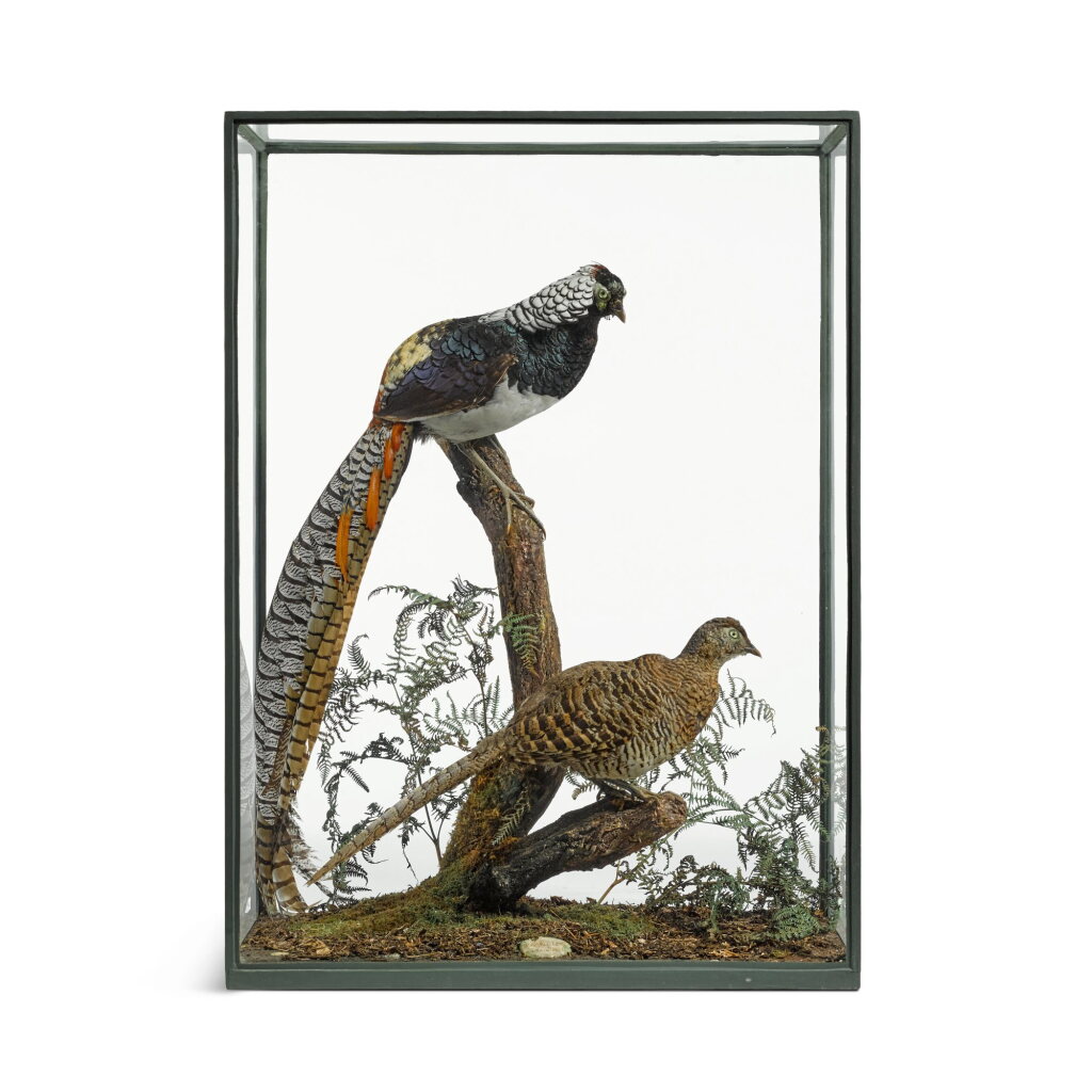 View full screen - View 1 of Lot 131. A pair of Lady Amherst Pheasants (Chrysolophus amherstiae) by Rowland Ward of Piccadilly, London, 1931.