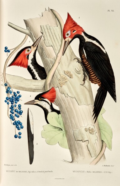 View full screen - View 1 of Lot 421. Alfred Malherbe | Monographie des Picidées, Metz, 1861-62, 4 vols, contemporary red half morocco by Hammond.