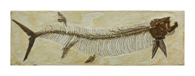 View full screen - View 1 of Lot 31. HUGE PREDACEOUS "BULLDOG" FISH.