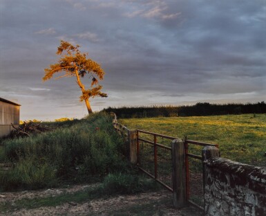 View full screen - View 1 of Lot 40. SAM TAYLOR-JOHNSON | SELF PORTRAIT AS A TREE.