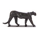 Puma mâle