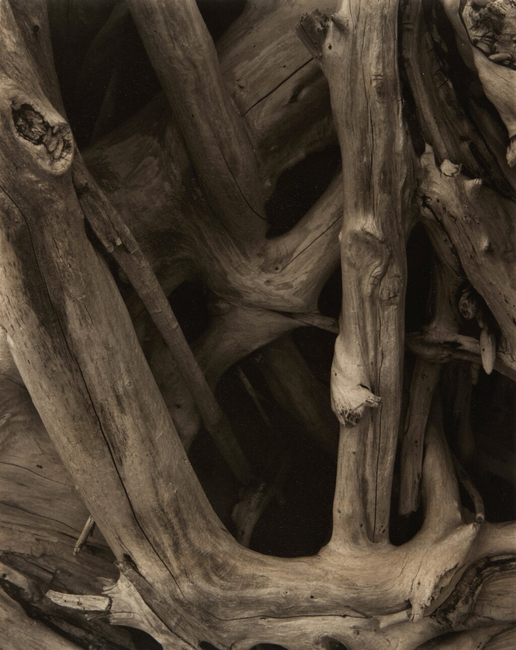 View full screen - View 1 of Lot 111. 'Driftwood'.