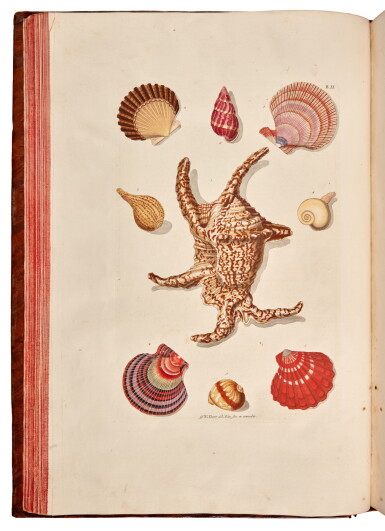 View full screen - View 1 of Lot 48. Georg Wolfgang Knorr | Deliciae naturae selectae. Dordrecht, 1771, illustrated "cabinets of wonders".