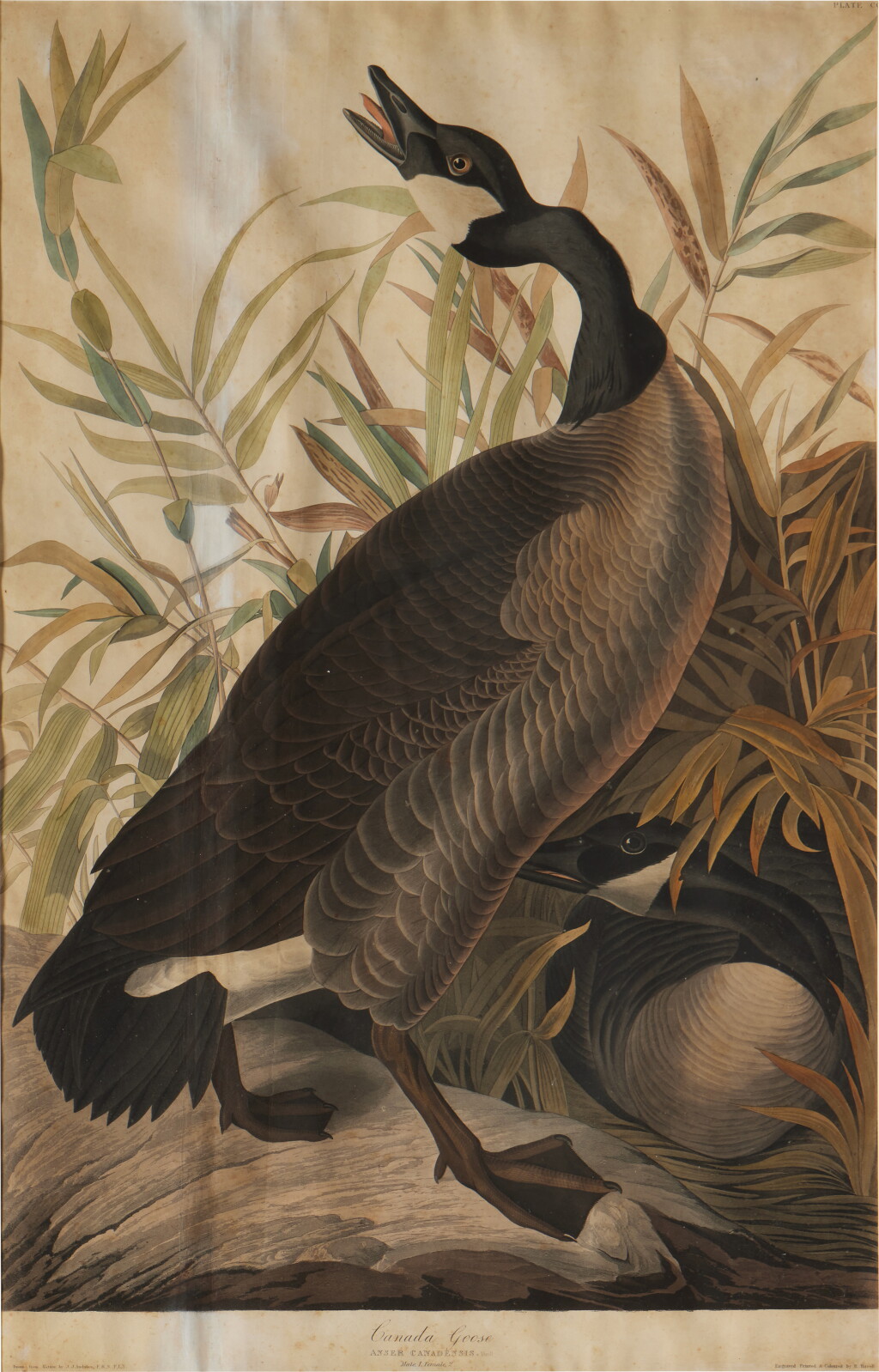 View full screen - View 1 of Lot 211. Canada Goose (Plate CCI).
