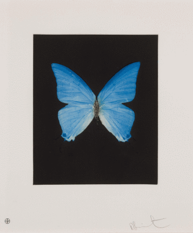 View full screen - View 1 of Lot 77. Providence, from Butterfly Etchings.