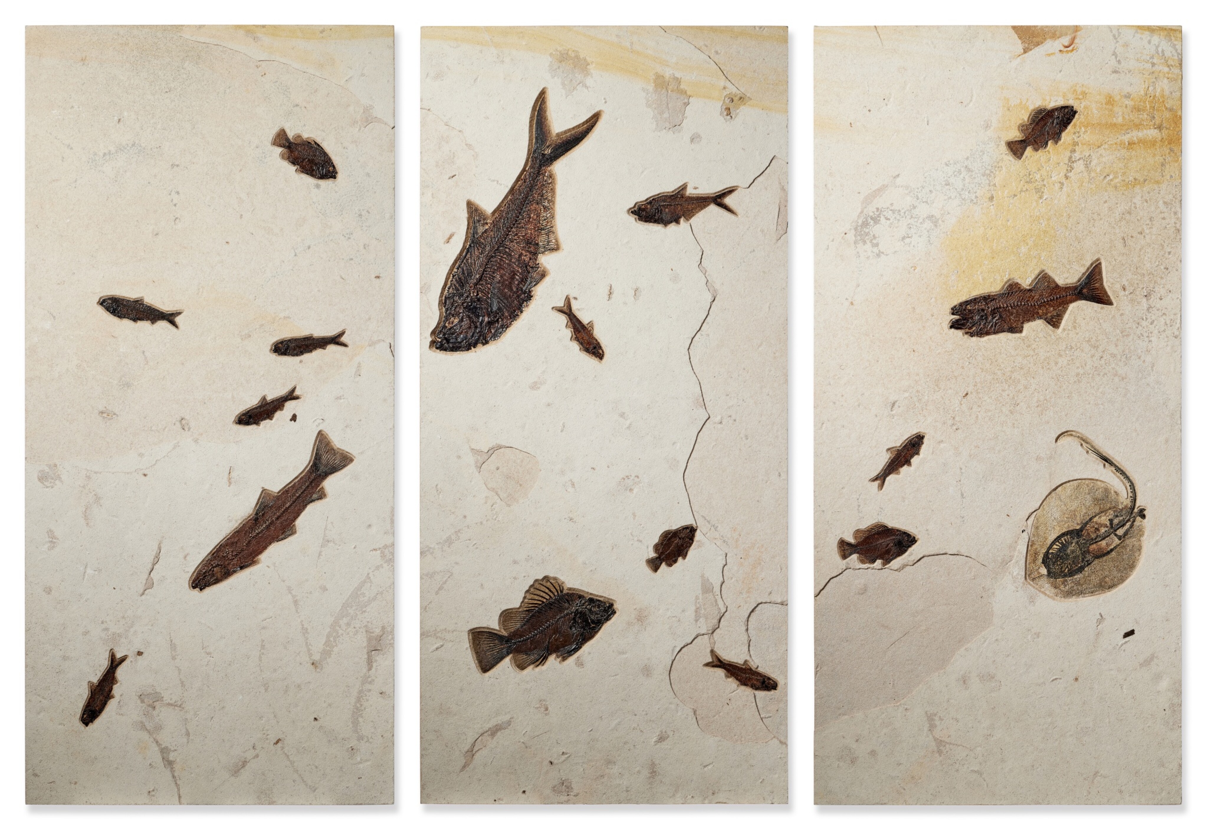 Multi-Fish Triptych Mural | Natural History, including Apex the ...