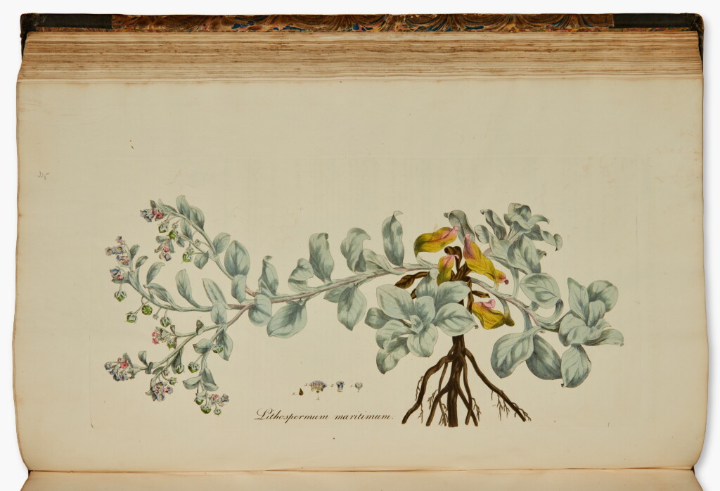 View full screen - View 1 of Lot 57. William Curtis | Flora Londinensis, London, 1835, 5 volumes, contemporary half calf.