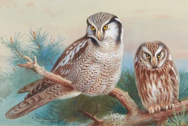 View full screen - View 1 of Lot 590. Hawk owl and Tengmalm's owl.