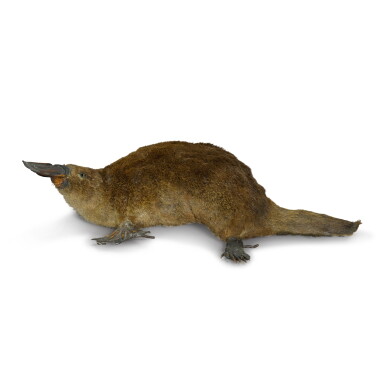 View full screen - View 1 of Lot 114. A Platypus (Ornithorhynchus anatinus), 19th century.