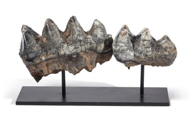 View full screen - View 1 of Lot 8. BRACE OF MASTODON MOLARS.