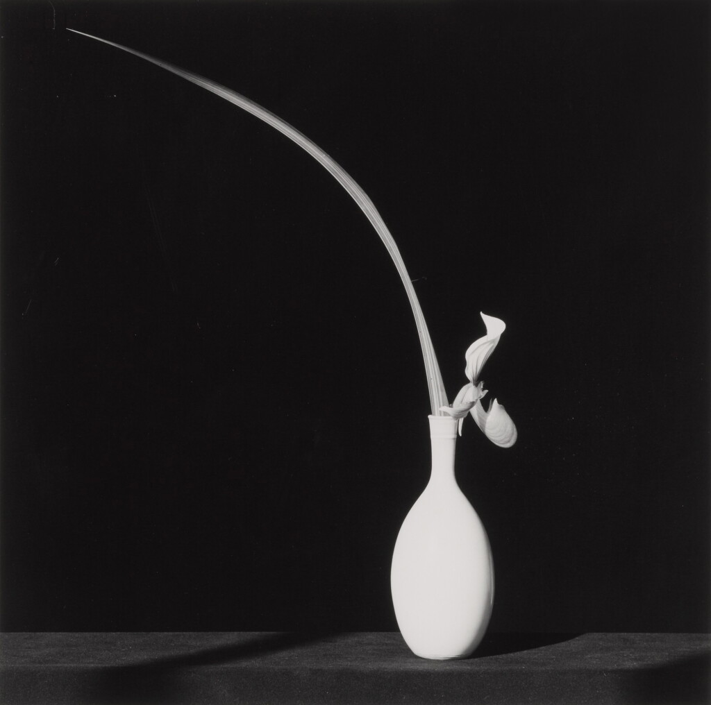 View full screen - View 1 of Lot 77. Orchid.