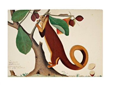View full screen - View 1 of Lot 13. A Malabar Giant Squirrel (Ratufa Indica) in an Almond Tree, from the Impey Album, signed by Shaykh Zayn al-Din, Company School, Calcutta, dated 1778.
