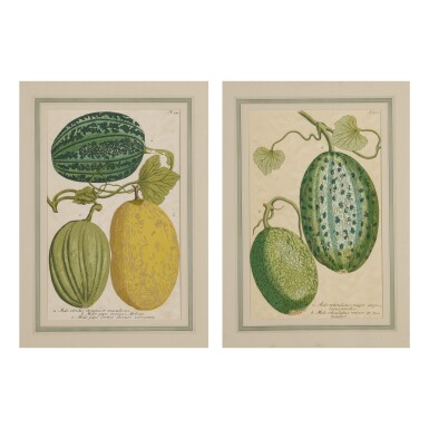View full screen - View 1 of Lot 173. AFTER JOHANN WILHEM WEINMANN | MELO RETICULATUS...; AND MELO VIRIDIS STRIATUS ET MACULOSUS....