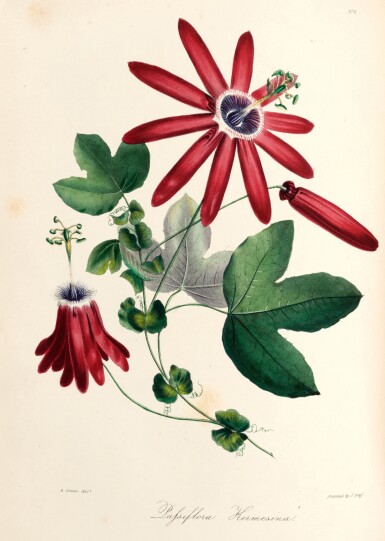 View full screen - View 1 of Lot 391. G.B. Knowles and Frederic Westcott | The floral cabinet, 1837-40, 3 vols, contemporary green half morocco.