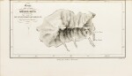 VINCENDON-DUMOULIN & DESGRAZ. Iles Marquises ou Nouka-Hiva, 1843. 1/2 veau olive (4 cartes gravées)