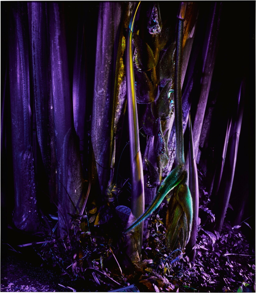 View full screen - View 1 of Lot 4. Heliconia rostrata (from Ultra).