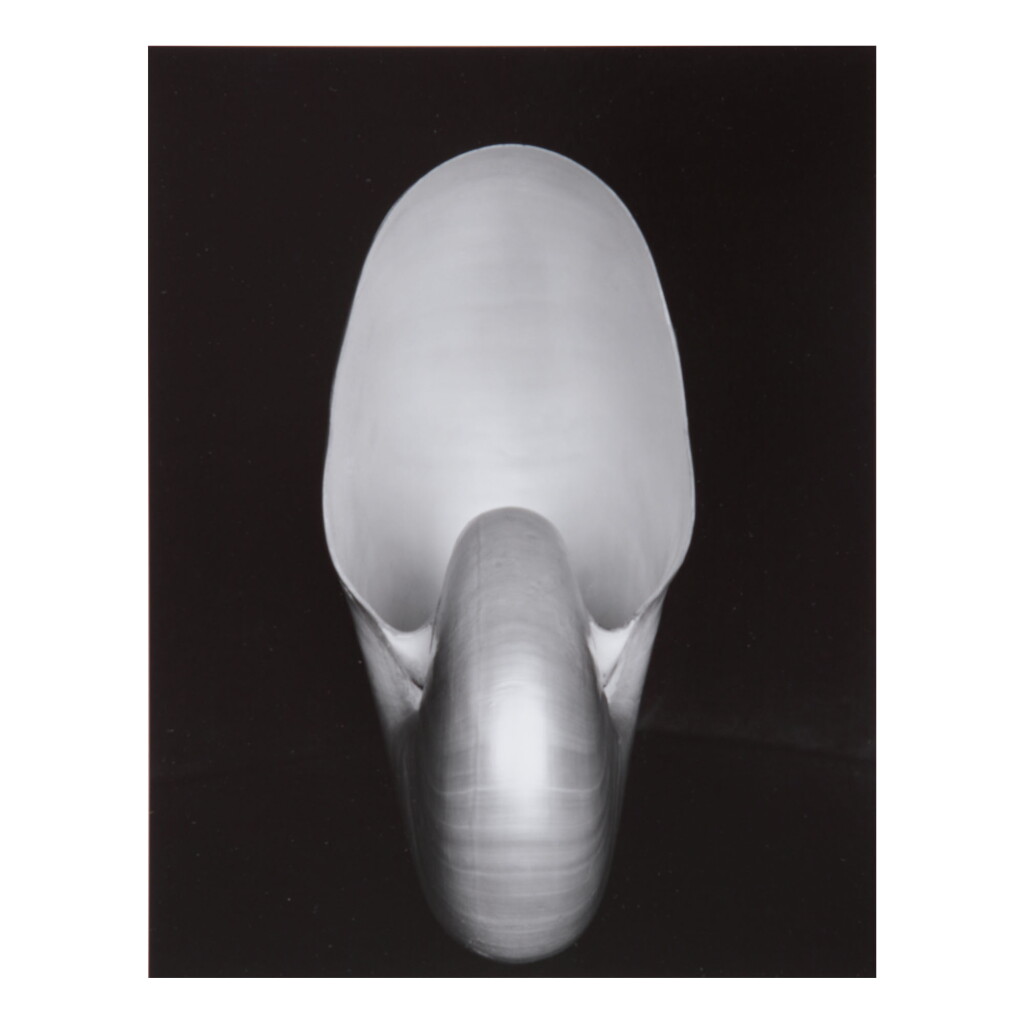View full screen - View 1 of Lot 138. EDWARD WESTON | 'SHELL'.