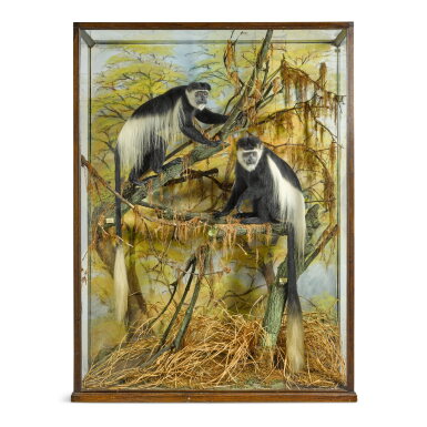 View full screen - View 1 of Lot 111. A pair of Colobus monkeys (Colobus satanas) by Rowland Ward of Piccadilly, London, dated 1929.