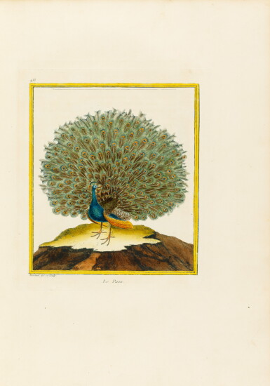 View full screen - View 1 of Lot 1. BUFFON. Histoire naturelle des oiseaux. Paris, 1771-1774. 3 vol. in-folio. Rel. époque. Planches en couleurs..