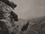 Untitled (Buffaloes)